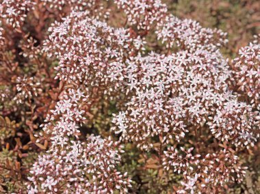 Beyaz sedum fabrikası, Sedum albümü