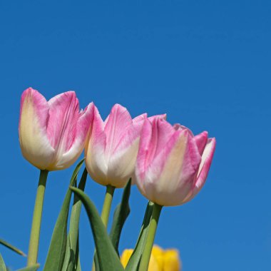 Çiçekli pembe laleler yakın planda