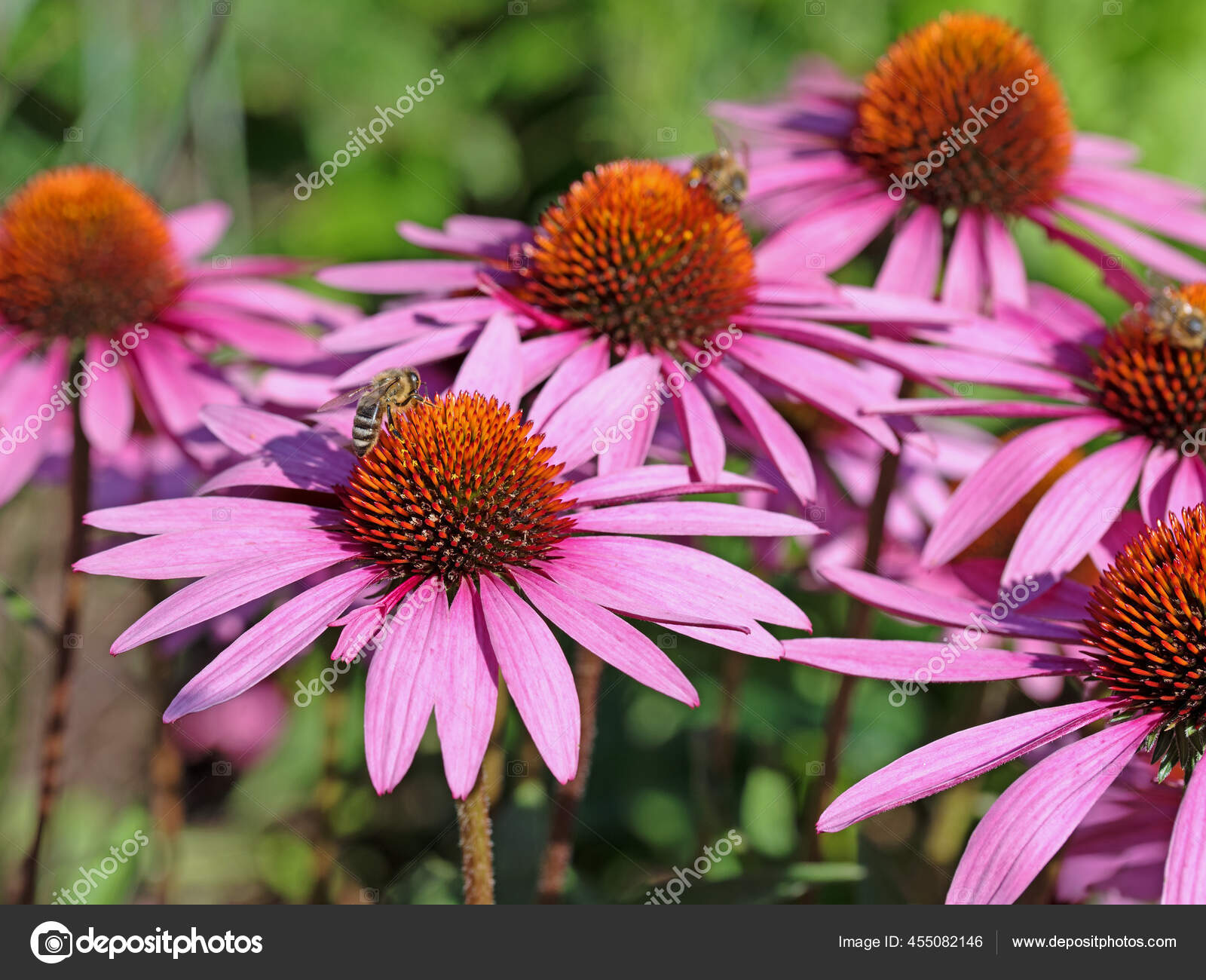 Flowering Echinacea Purpurea Summer Stock Photo by ©mschuppi 455082146