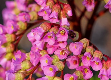 İlkbaharda çiçek açan mor bergenia.