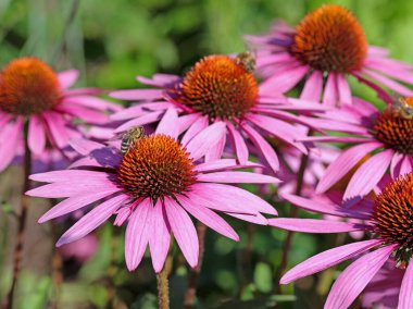 Yazın çiçek açan Echinacea purpurea