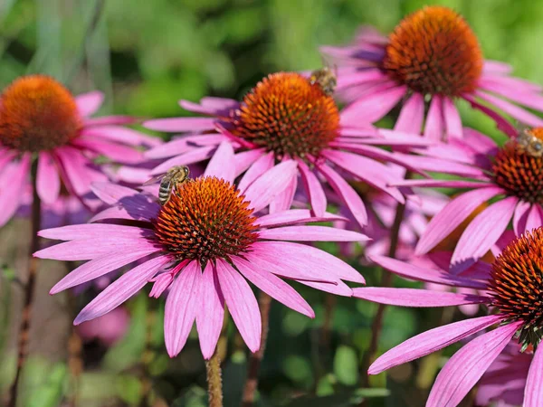 Blommande Echinacea Purpurea Sommar — Stockfoto