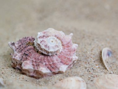 Kumda deniz salyangozu var. Yaklaş.