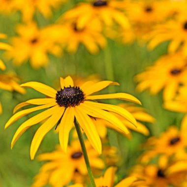 Yazın çiçek açan Rudbeckia fulgida