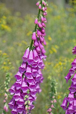 Çiçekli kırmızı yüksükotu, Digitalis purpurea, ormanda