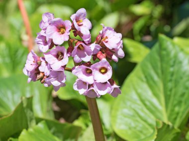 İlkbaharda çiçek açan mor bergenia.