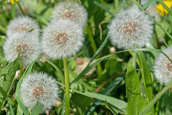 Verwelkter Löwenzahn Frühling Auf Einer Wiese — Stockfoto