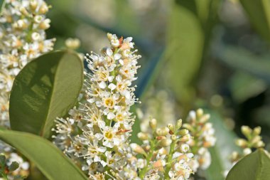 Çiçekli kiraz defne, Prunus laurocerasus, ilkbaharda.