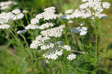 Çiçekli kiraz kuşu, Achillea, kapat