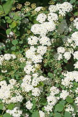 Baharda açan Spier çalısı, spiraea