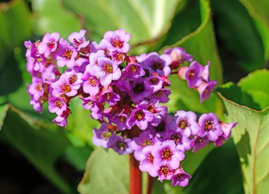 İlkbaharda çiçek açan mor bergenia.