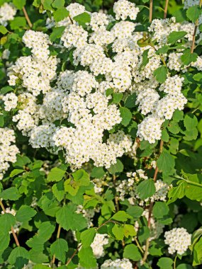 Baharda açan Spier çalısı, spiraea