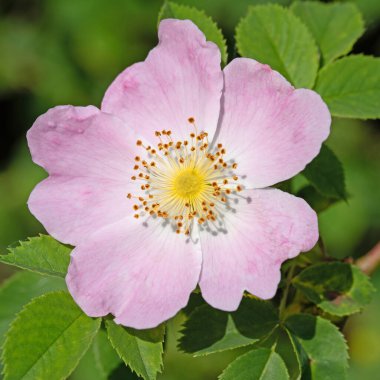Çiçekli gül kalçalar, Rosa canina, baharda.