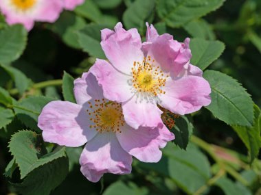 Çiçekli gül kalçalar, Rosa canina, baharda.