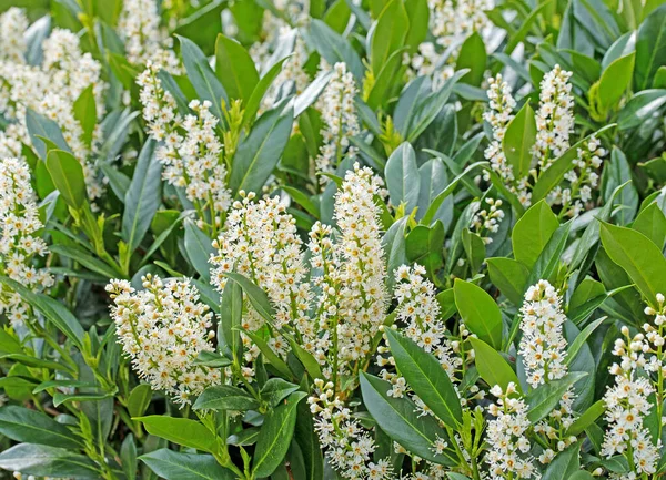 Çiçekli kiraz defne, Prunus laurocerasus, ilkbaharda.