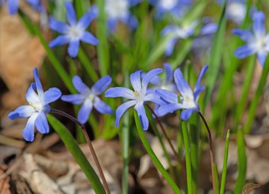 Baharda çiçek açan yıldız sümbülleri, Chionodoxa