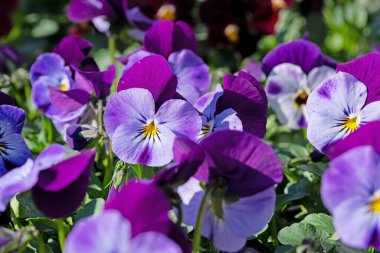 Çiçekli boynuz menekşeleri, viyola cornuta, baharda