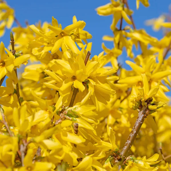 Bloeiende Forsythia Het Voorjaar Close — Stockfoto