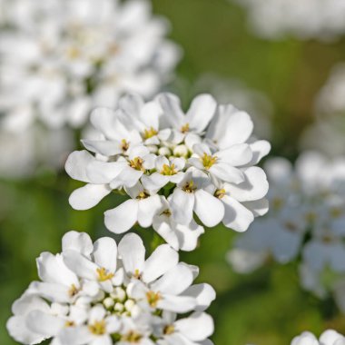 İlkbaharda açan şekerleme, İberis.
