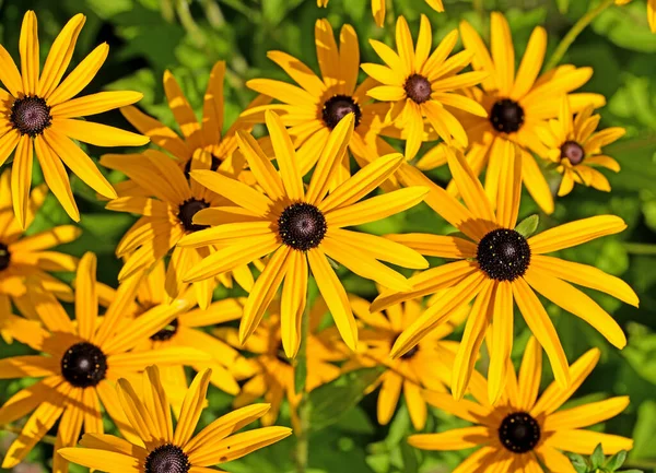 여름에는 Flowing Rudbeckia Fulgida — 스톡 사진