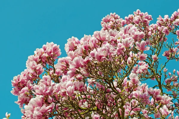 Magnolias Florescentes Close — Fotografia de Stock