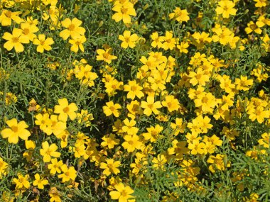 Bahçede çiçekler, sarı çiçekler.