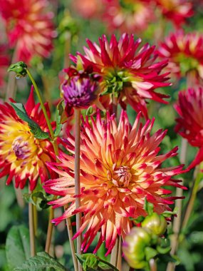 Bahçede çiçek açan yıldız çiçekleri