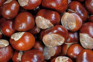 Beyaz At Kestanesi, Aesculus Hippocastanum, yakın plan.