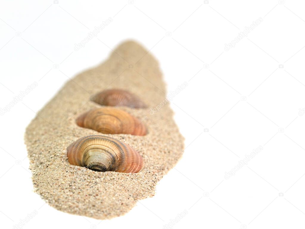 Clams in the sand against a white background