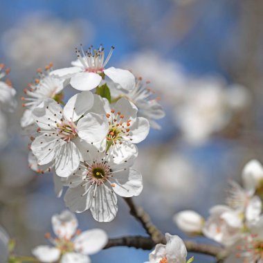 Çiçekli yaban Mirabelle, Prunus cerasifera, ilkbaharda