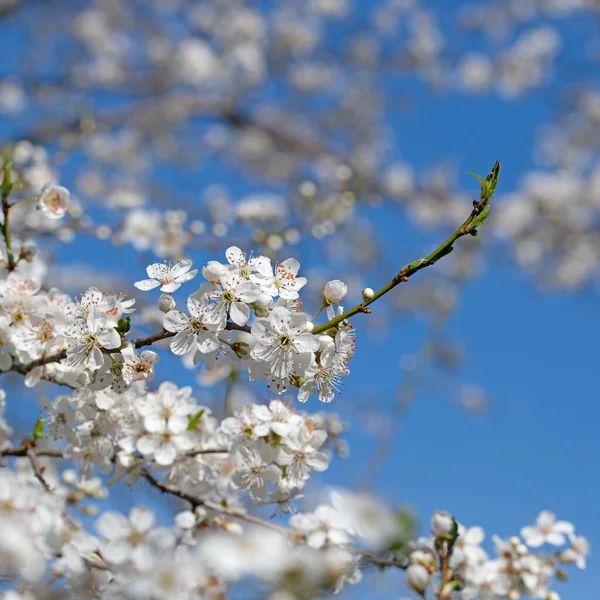 Цветущая Дикая Мирабель Prunus Cerasifera Весной — стоковое фото