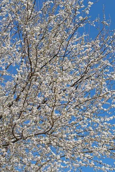 Mirabela Selvagem Florida Prunus Cerasifera Primavera — Fotografia de Stock