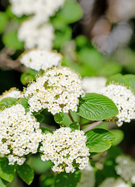 Boule Neige Laineuse Viburnum Lantana Fleurs Gros Plan — Photo