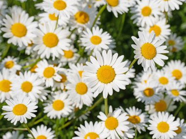 Çiçekli margueritler, Leucanthemum, yakın plan.