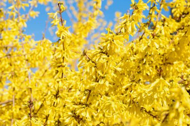 İlkbaharda çiçek açan çelenk