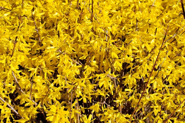 Bloeiende Forsythia Het Voorjaar — Stockfoto