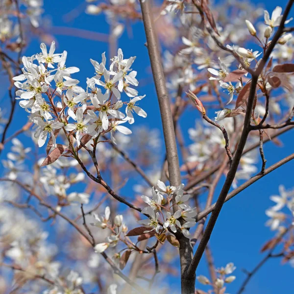 Blüten Der Felsenbirne Amelanchier Lamarckii Frühling — Stockfoto