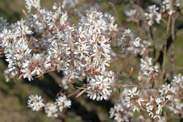 Blüten Der Felsenbirne Amelanchier Lamarckii Frühling — Stockfoto