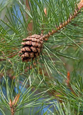 Çam kozalaklı Pinus.