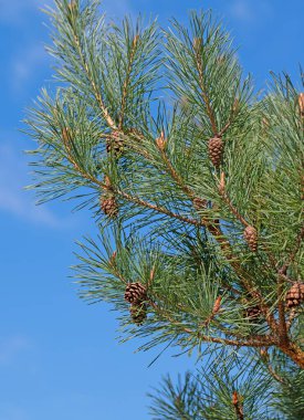 Çam kozalaklı Pinus.