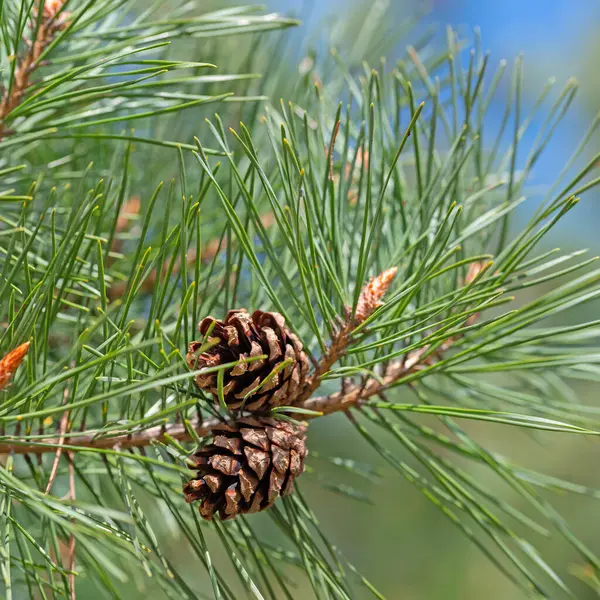 Kiefer Pinus Mit Tannenzapfen Stockfoto