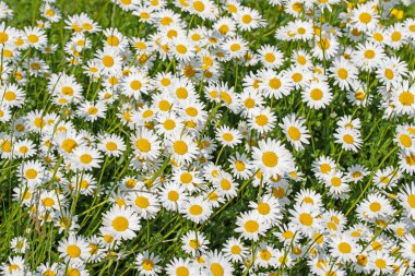 Baharda çiçek açan margueritler, Leucanthemum.