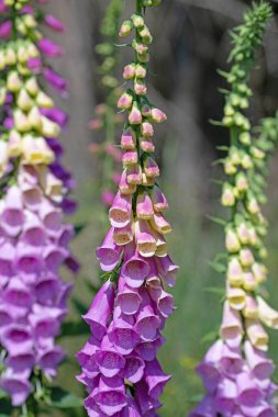 Çiçekli kırmızı yüksükotu, Digitalis purpurea, ormanda