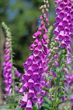 Çiçekli kırmızı yüksükotu, Digitalis purpurea, ormanda