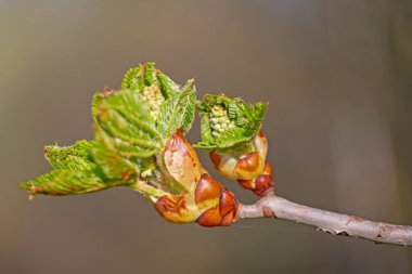 Atın çiçek tomurcuğu, Aesculus, ilkbaharda