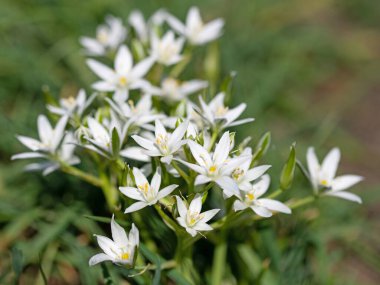Baharda çiçek açan süt yıldızları, ornithogalum.