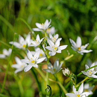 Baharda çiçek açan süt yıldızları, ornithogalum.