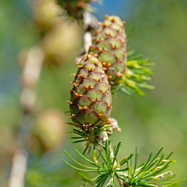 Karaçam, karaçam, kozalaklı dal.