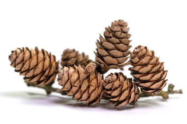Beyaz arka plana karşı olgun kozalaklar Larix.