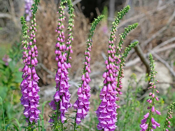 Kwitnąca Czerwona Foxglove Digitalis Purpurea Lesie — Zdjęcie stockowe